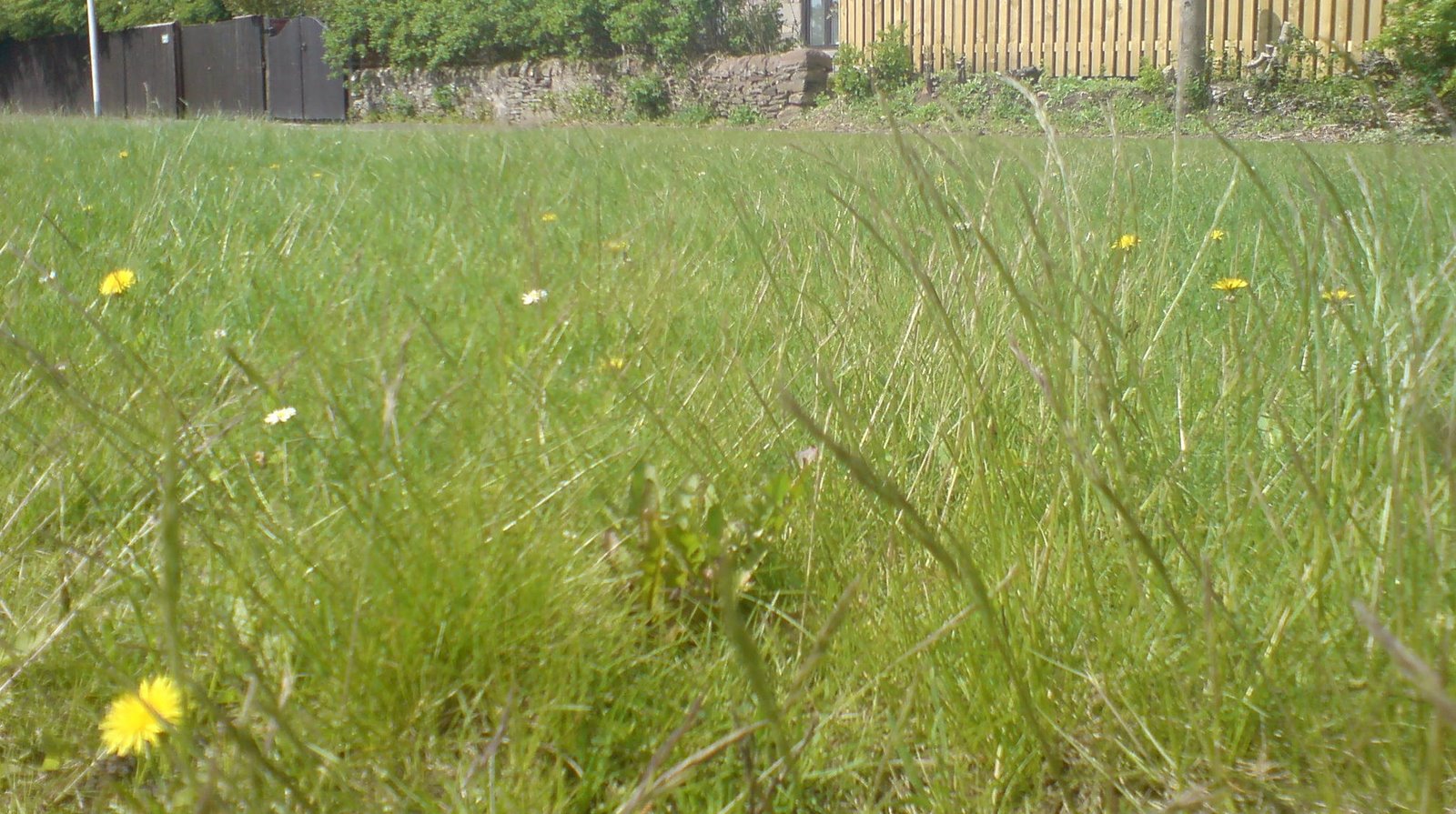 [Overgrown+grass+Perth+Road.jpg]