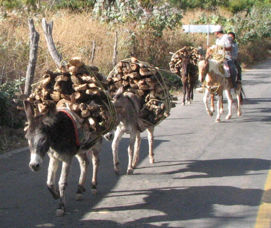 [Burros+with+firewood.JPG]