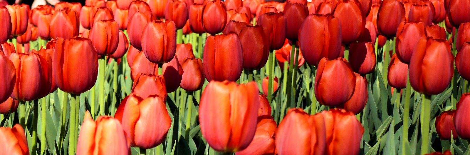 [Red+Tulips.jpg]