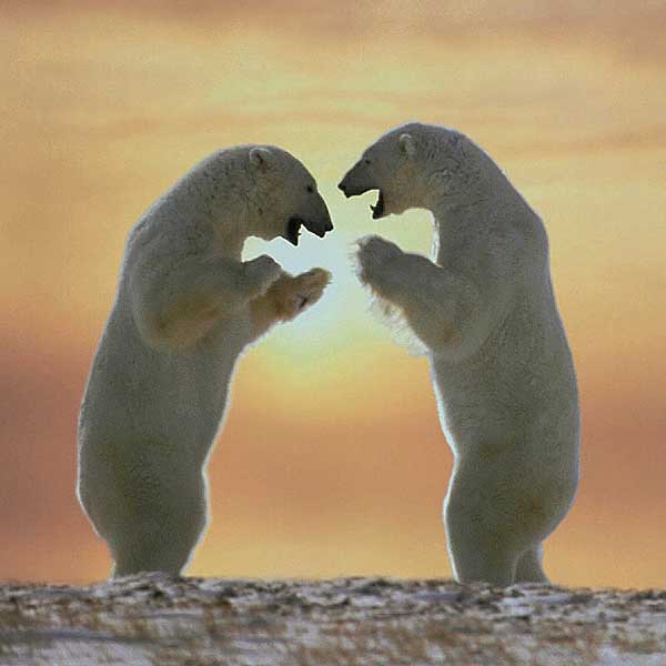 [polar-bears-standing.jpg]