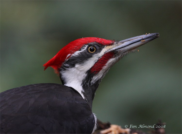 [Blog+Pileated+Woodpecker+close+from+raw+10+30+08+IMG+7204.jpg]