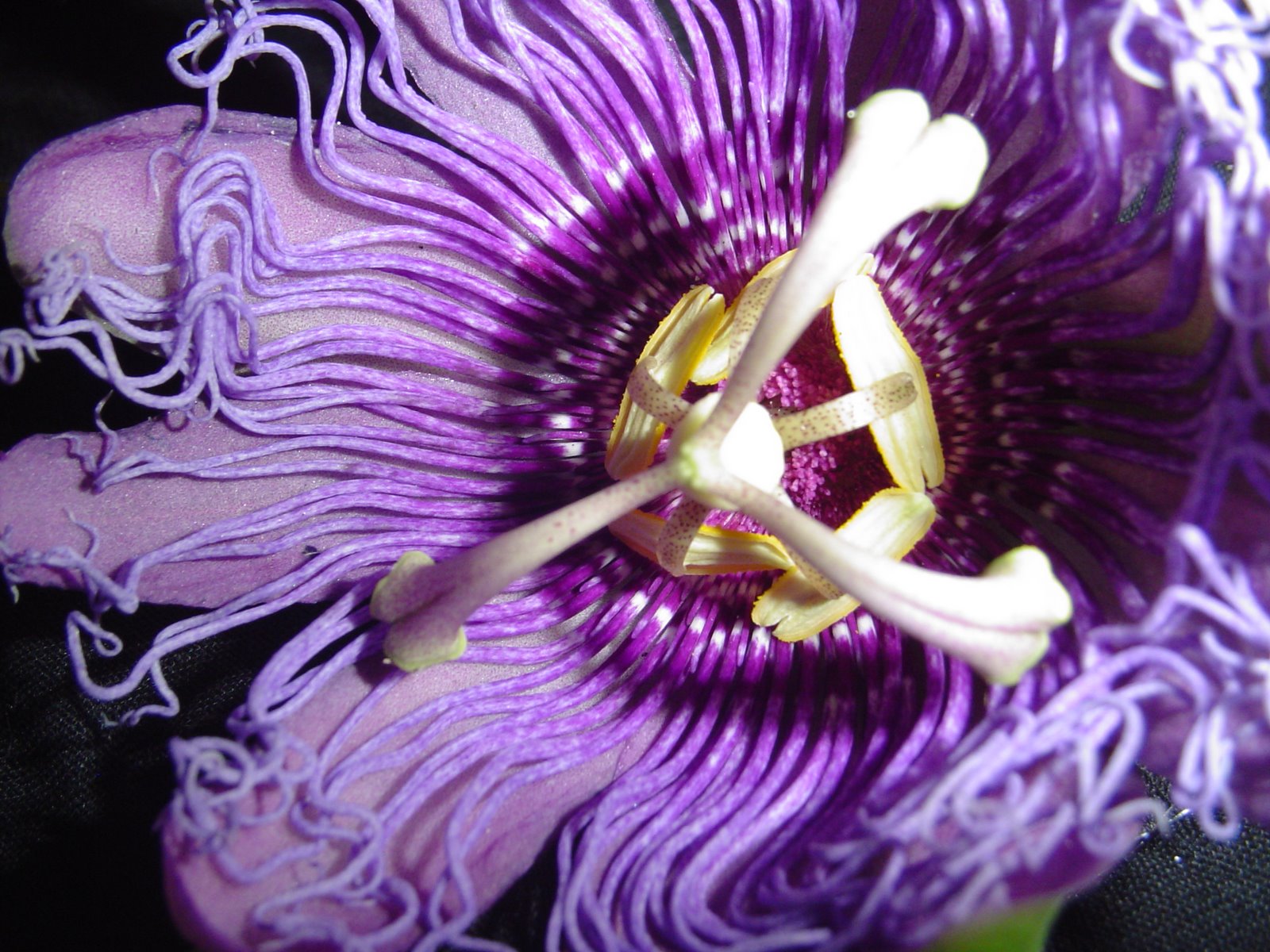 [purple+passionflower+009.jpg]