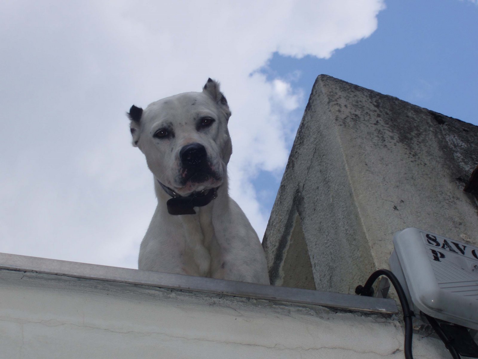[Dog+on+Roof.jpg]