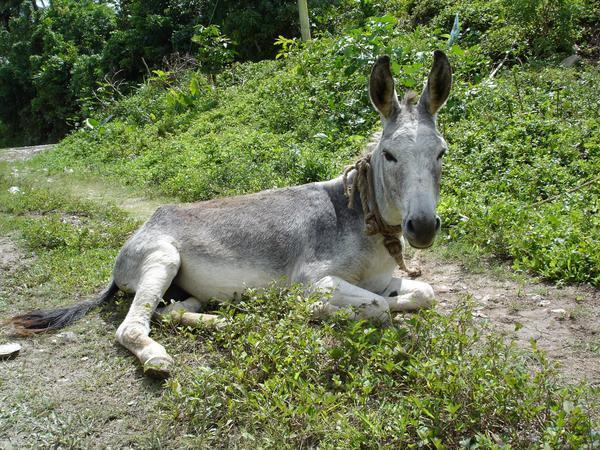 [121474-Jamaican-Donkey-0.jpg]