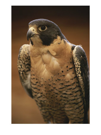 [A-Portrait-of-a-Peregrine-Falcon-Falco-Peregrinus-Photographic-Print-C10242791.jpg]