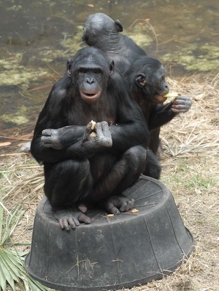 [Bonobos_three_on_a_float_send[1].jpg]