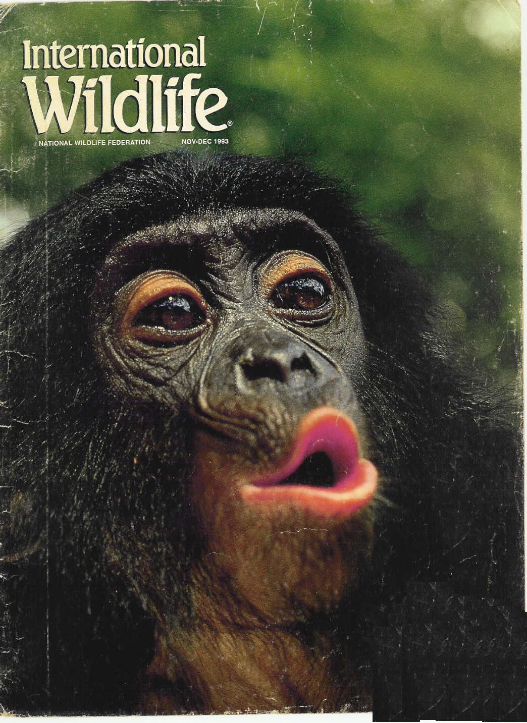 [Bonobo+International+Wildlife+Cover.jpg]