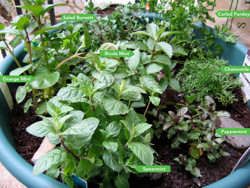 [planting-herb-pot.jpg]