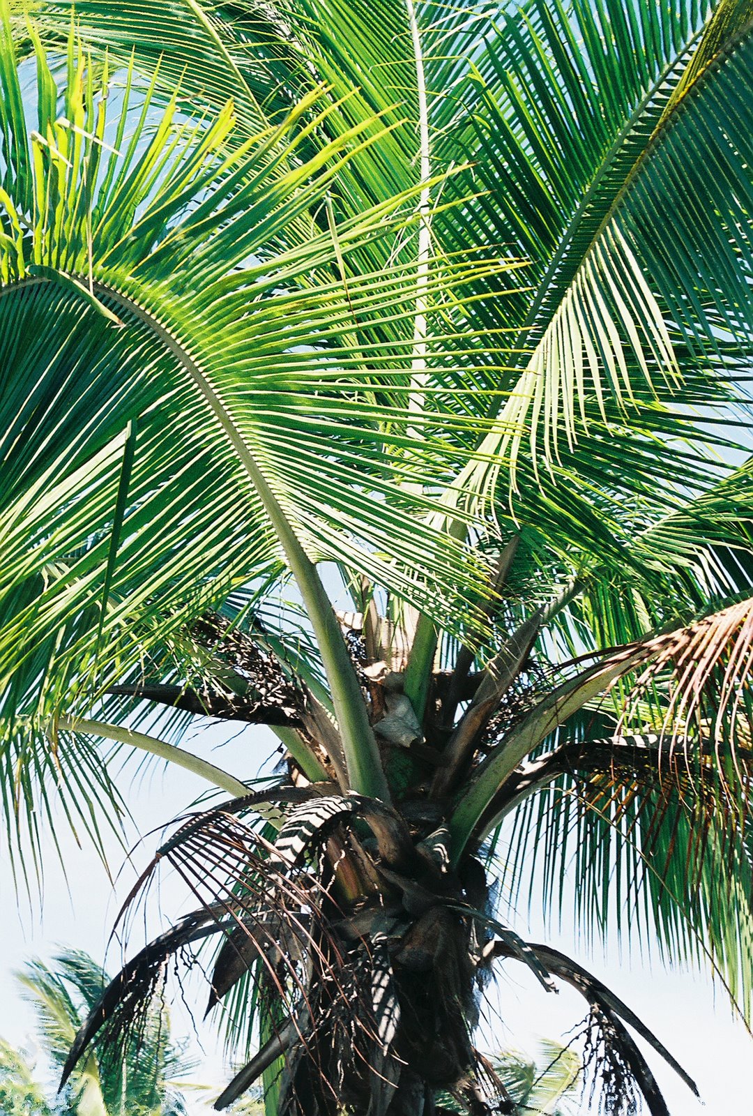 [palm+tree]