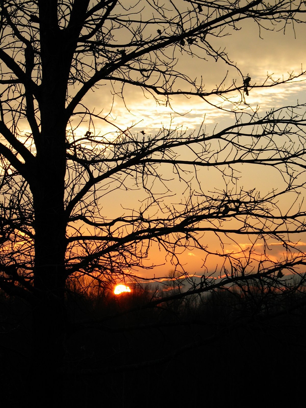 [Tree+sunset.jpg]