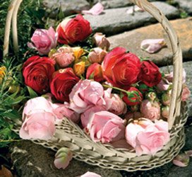 [Roses+in+basket.jpg]