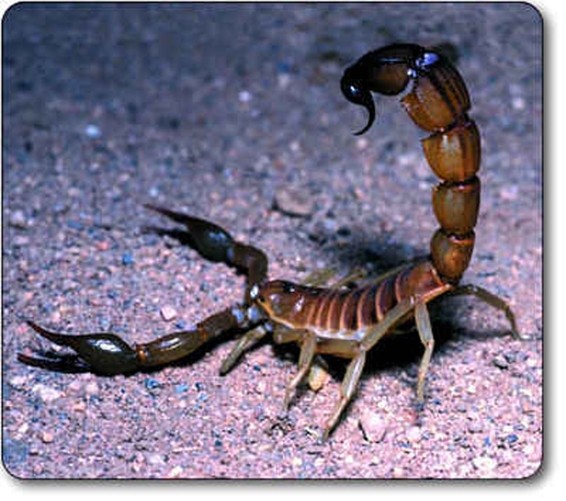 [death-stalker-scorpion.jpg]