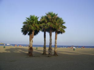 [cuatro+palmeras+en+la+playa+de+san+josé.jpg]