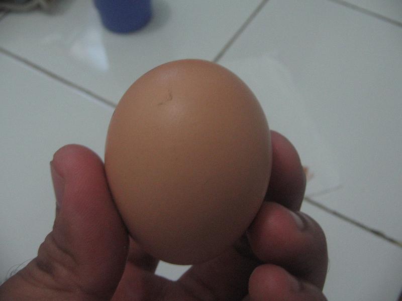 [telur+palsu+14-735386.JPG]
