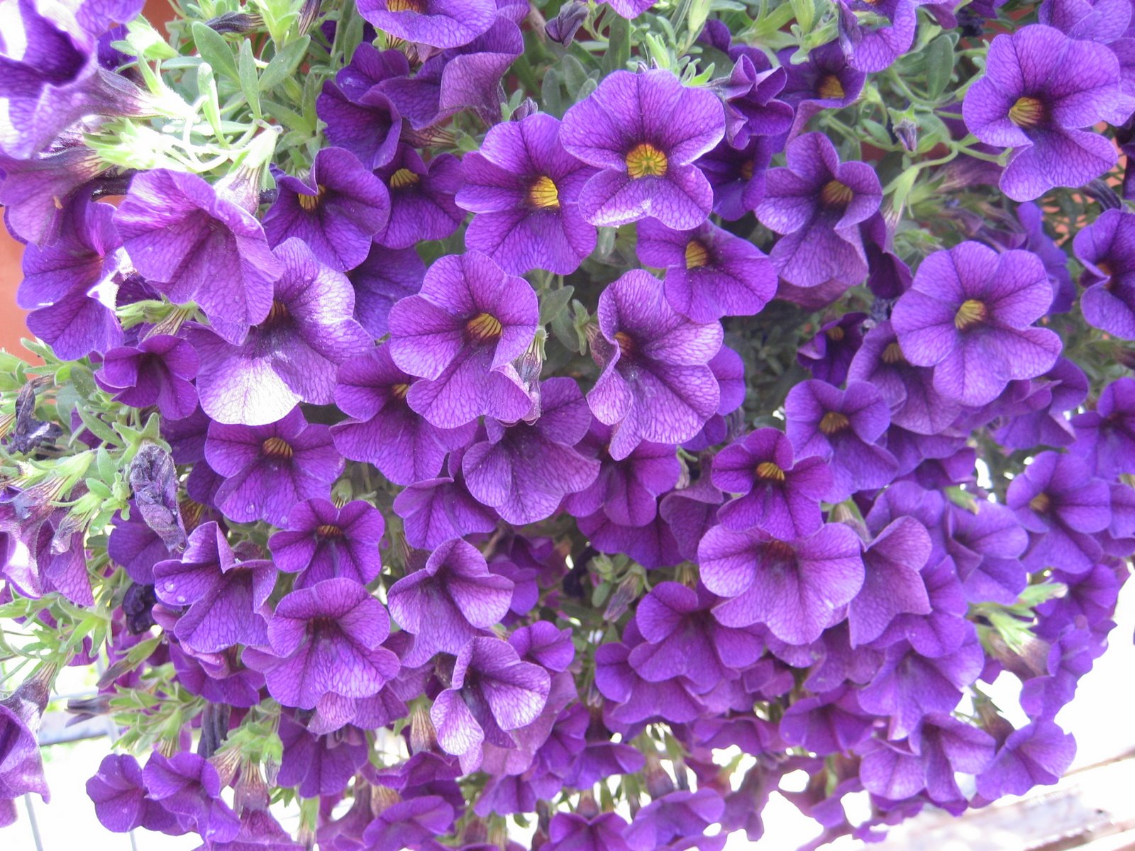 [purpleflowers.JPG]