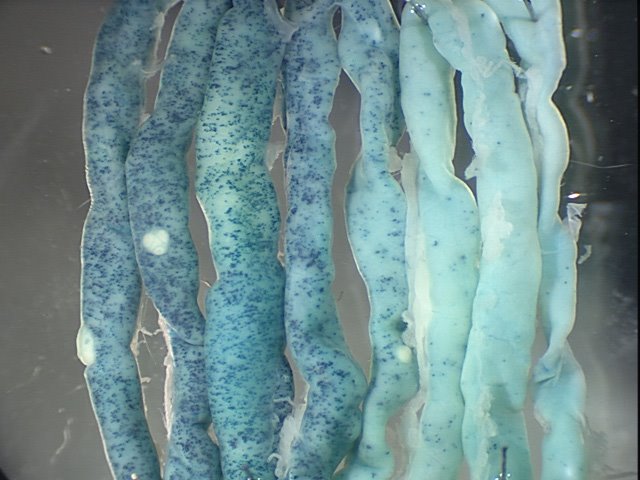 [Mouse_intestine-stem+cells.jpg]