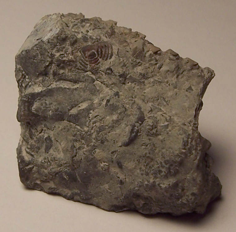 [rock+with+trilobite+tail+fragment.jpg]