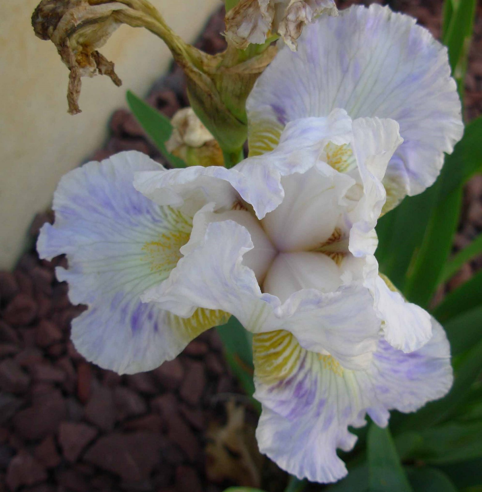[iris+in+flower+garden.jpg]