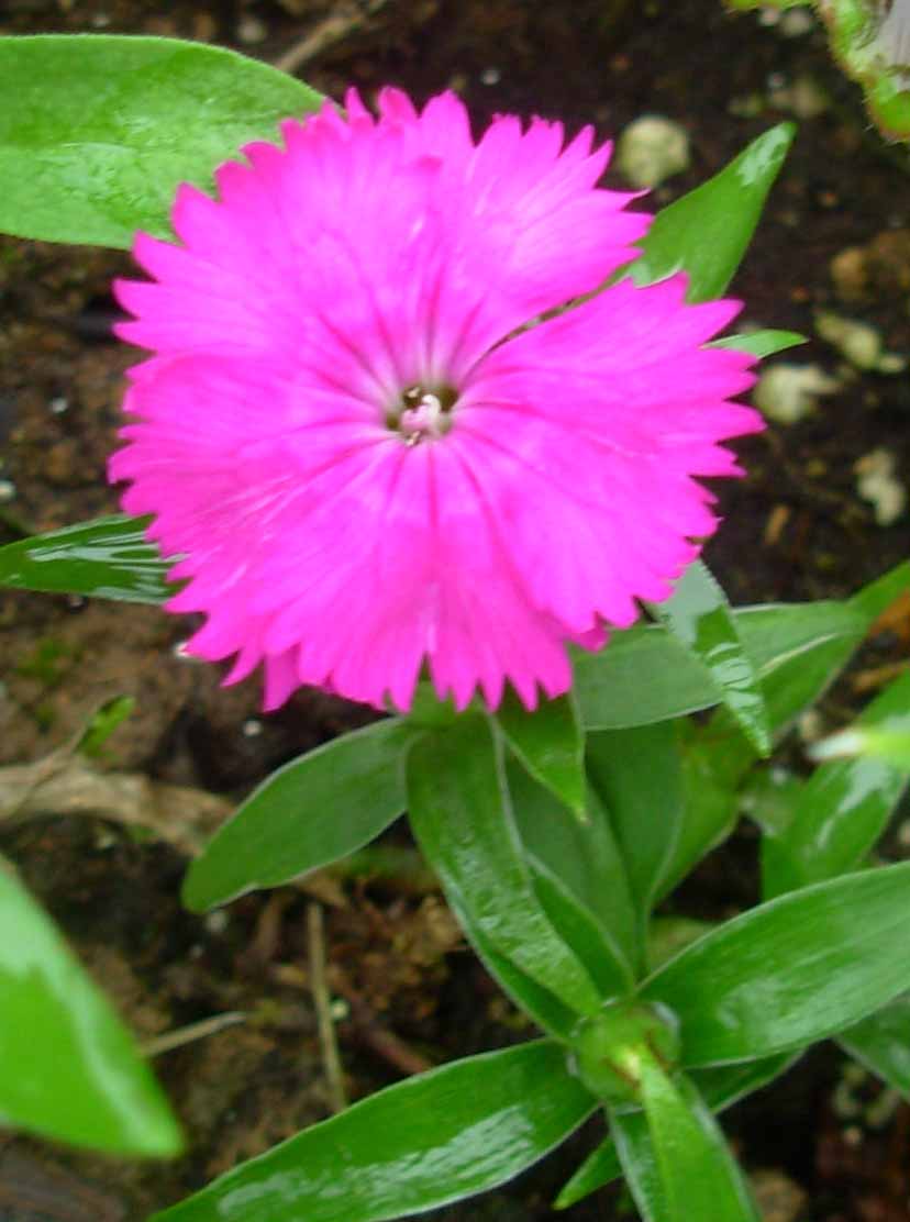 [ragged+edge+pink+flower.jpg]