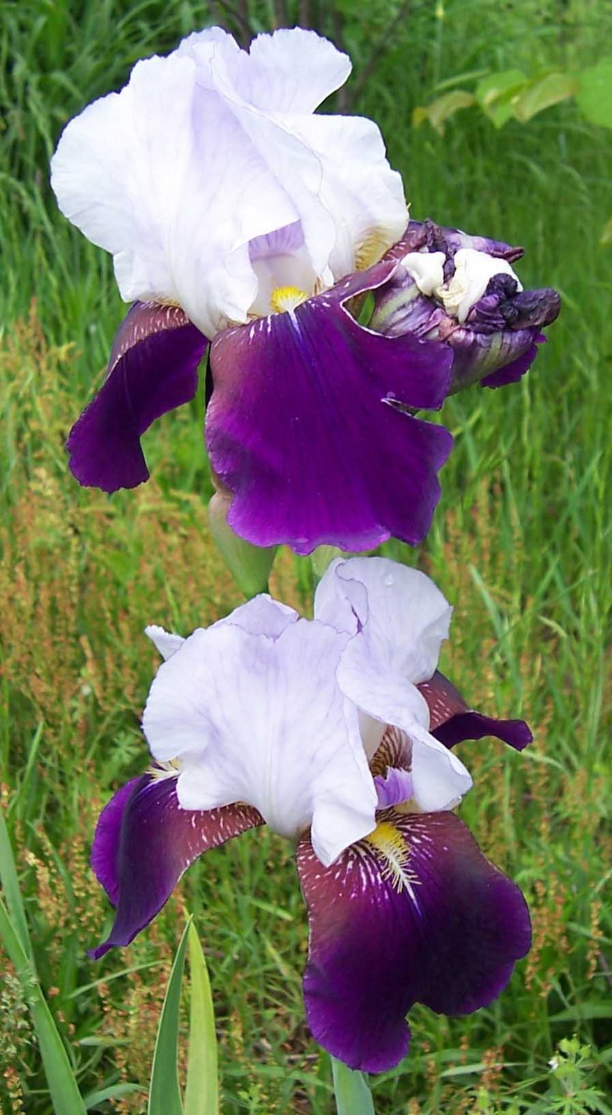 [two+purple+white+iris.jpg]