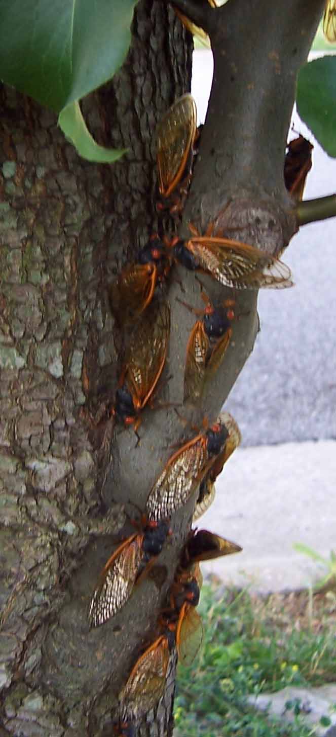 [cicadas+on+tree+trunk.jpg]