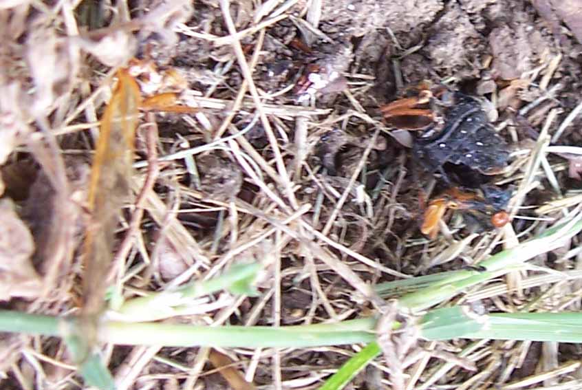 [dead+cicada+after+ants.jpg]