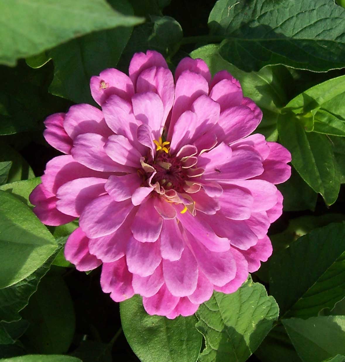 [pink-flower-with-small-spider.jpg]