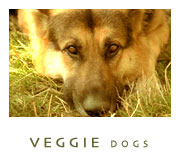 [veggie+dogs.jpg]