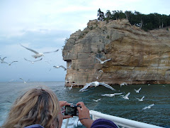 Feeding seagulls from the cruise boat.