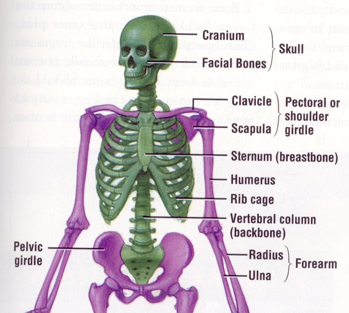 Human Bio: Overview of the Skeletal System