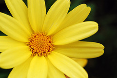 [Yellow+flower.jpg]