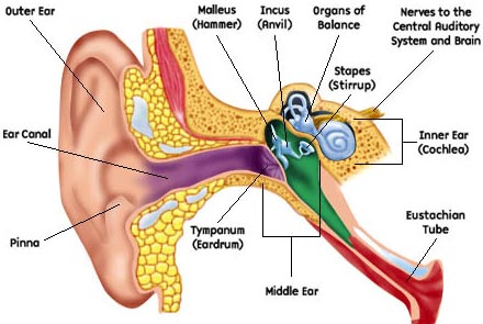 [ear_diagram.jpg]