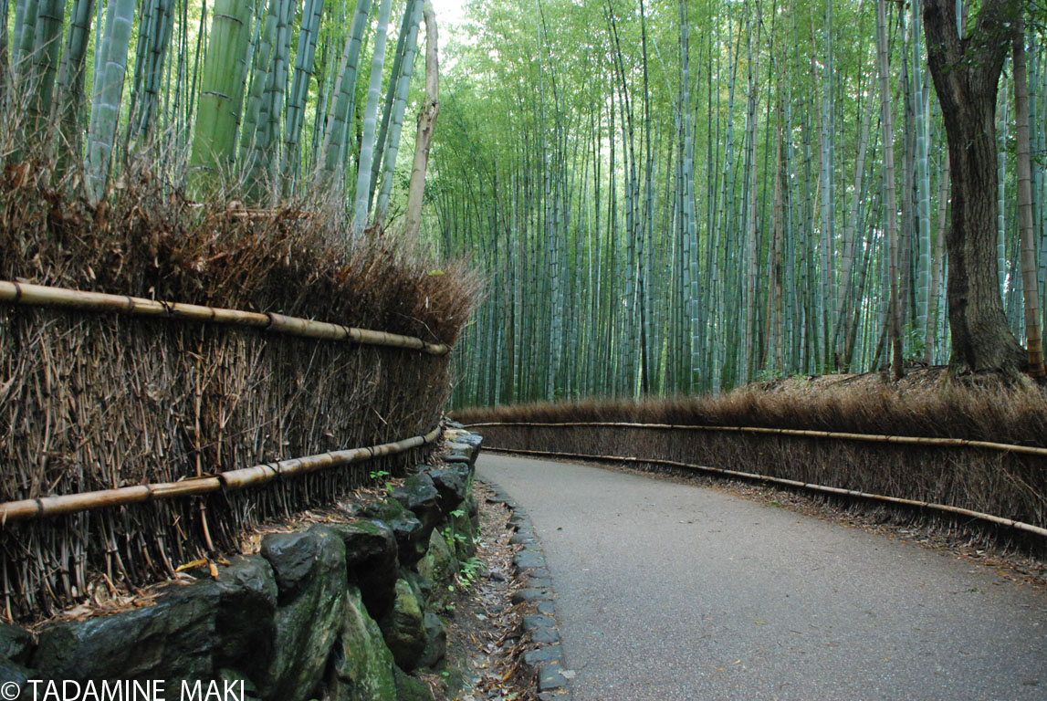 Path of bamboo in Kyoto