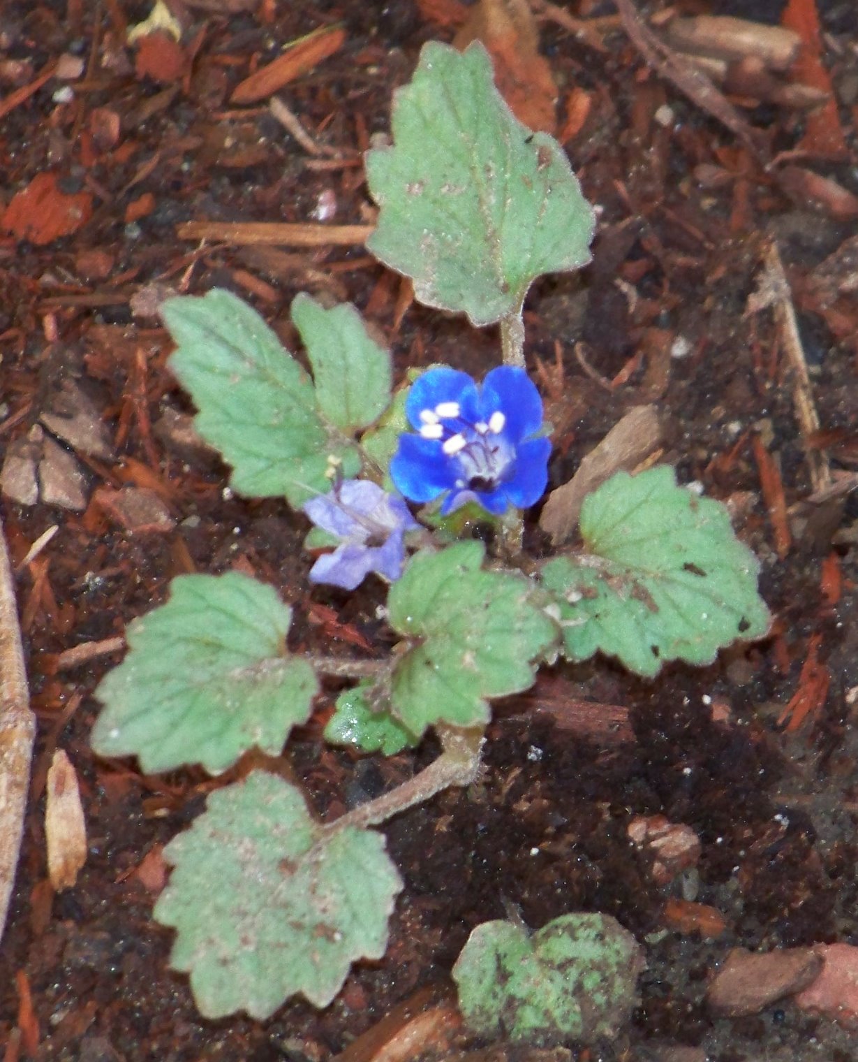 [mysterious+blue+flower.jpg]