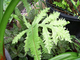 Another Fern