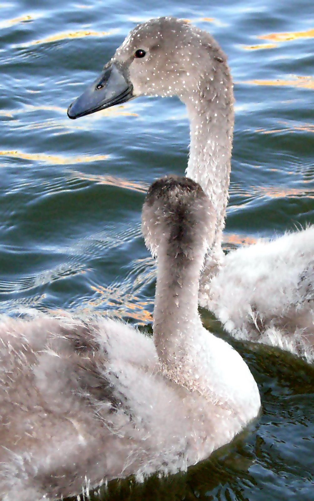 [young+swans.jpg]