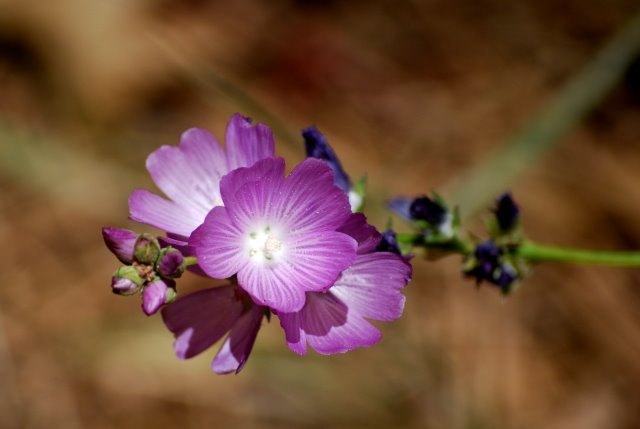 [purple_flower.JPG]