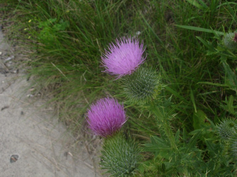 [Cohocton+is+thistle+country+017.jpg]