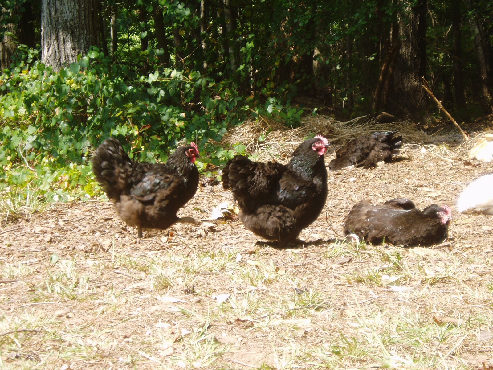 [chickens+and+farm+006.jpg]