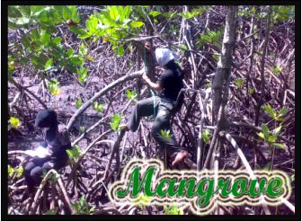 [mangrove.JPG]