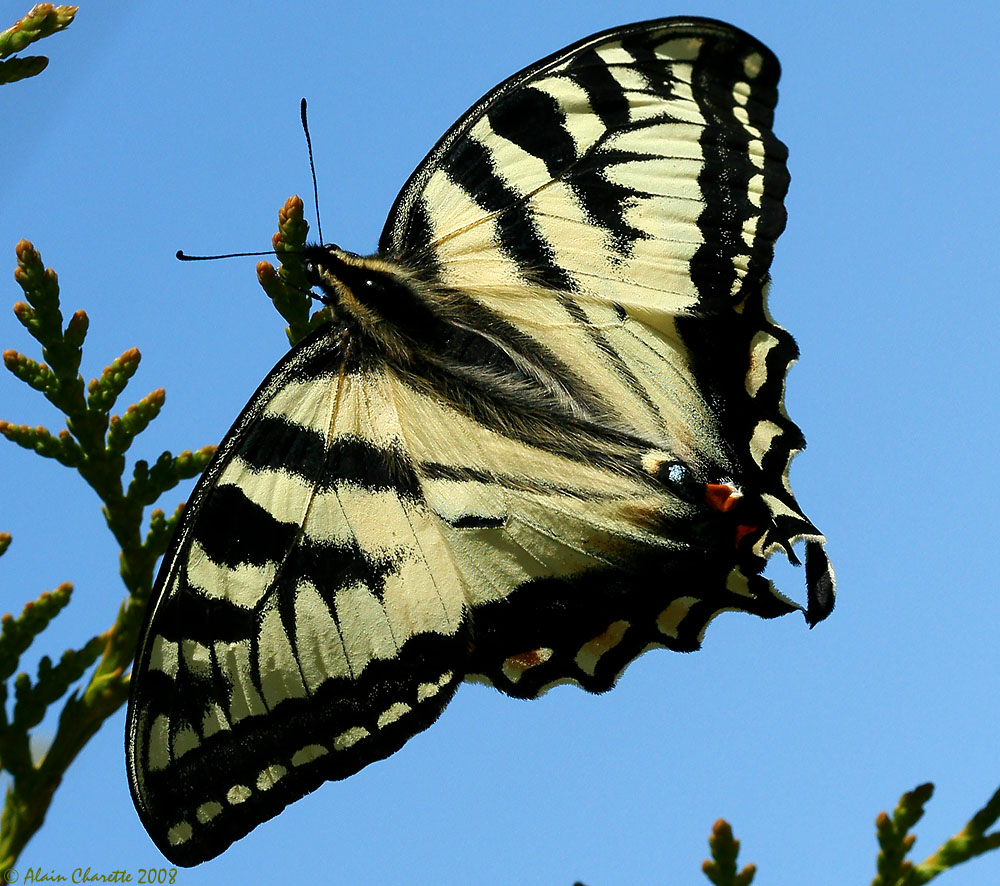 [Papilio+glaucus2.jpg]