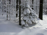[snow-tree.jpg]