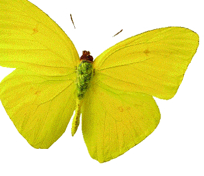 [b05kids_yellow_butterfly.gif]