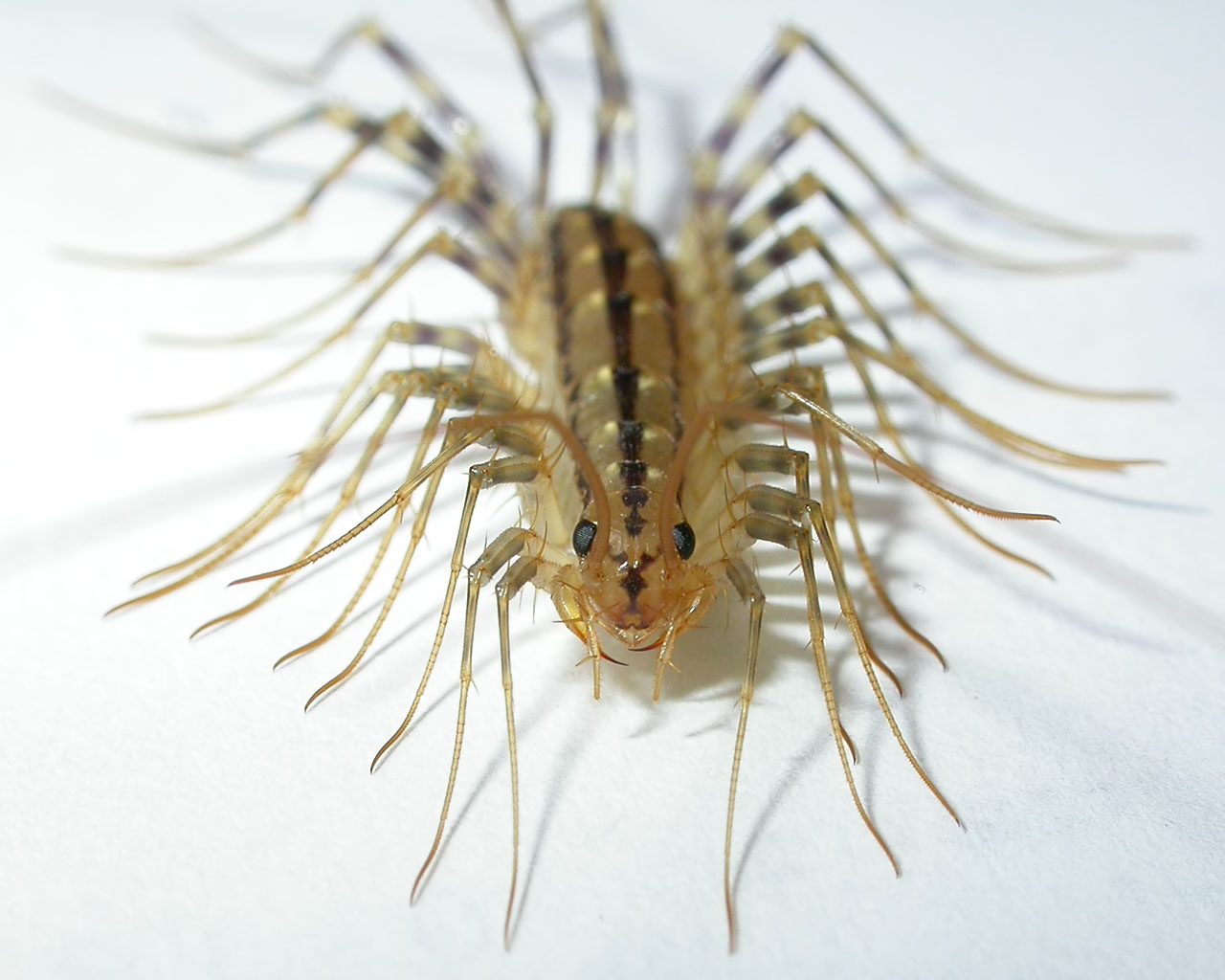 [home-centipede.jpg]