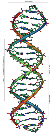 [220px-DNA_Overview.png]