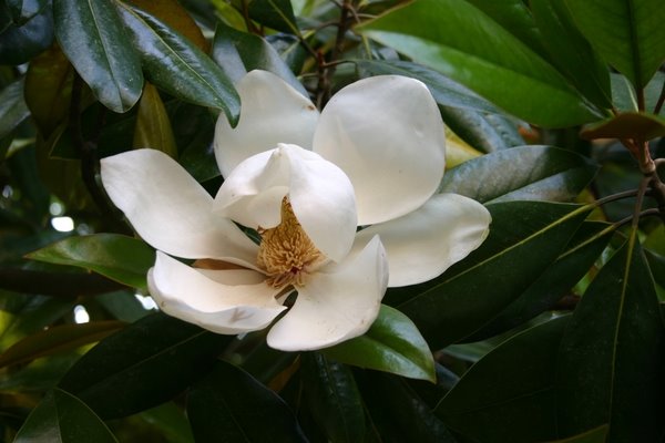[magnolia.bmp]