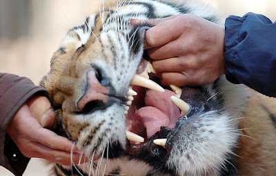 Une dent contre le tigre ?