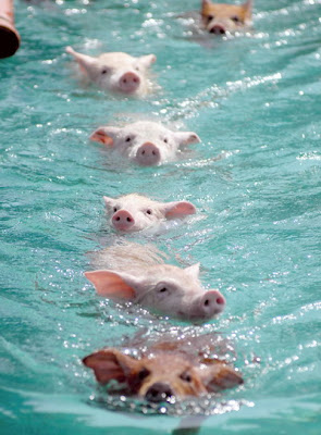 cochons nageurs de Chine