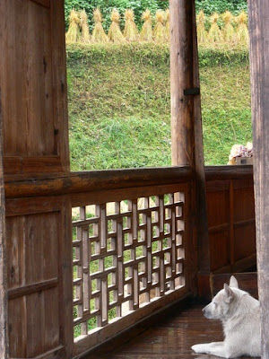 chienne chinoise sur un balcon