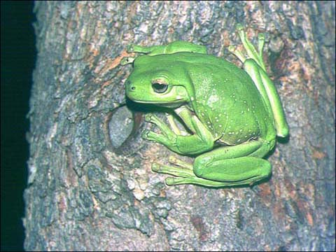 [green_tree_frog.jpg]
